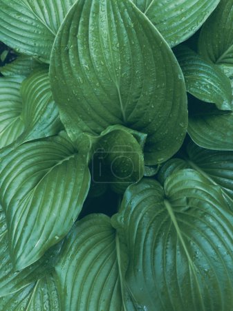 Green leaf close up. Natural texture.