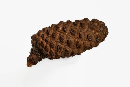 Téléchargez les photos : Cône de pin : détail d'un cône de pin, avec texture naturelle et motif unique - en image libre de droit