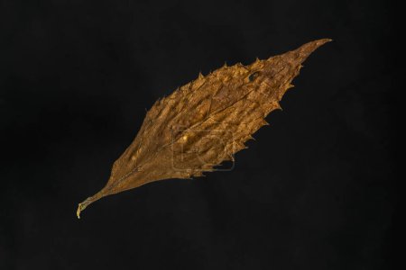 dry maple leaves isolated on black background