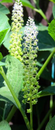 Blossom of the Indian pokeweed