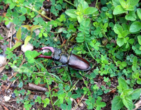 Stag beetle in the grass