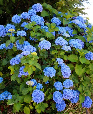 Blue hydrangea blossom in the cottage garden