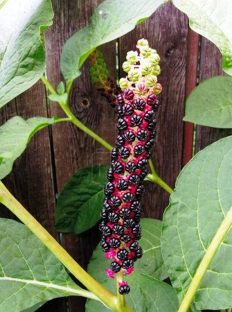 Indian pokeweed fruit in autumn