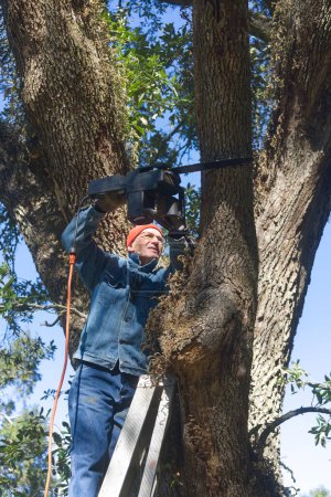 Foto de Homeowner cutting huge dead limb off live oak tree with chainsaw on ladder. - Imagen libre de derechos
