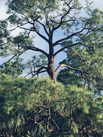 Foto de Remolcando viejos pinos son el hogar de garzas y otras aves en Bayou Texar de Florida. - Imagen libre de derechos