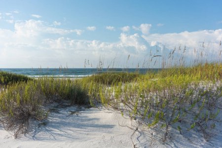 Foto de A través de avena marina y hierbas a la colorida playa de Florida en la costa del Golfo. - Imagen libre de derechos