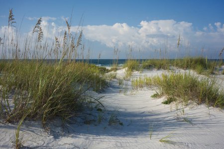 Foto de A través de avena marina y hierbas a la colorida playa de Florida en la costa del Golfo. - Imagen libre de derechos