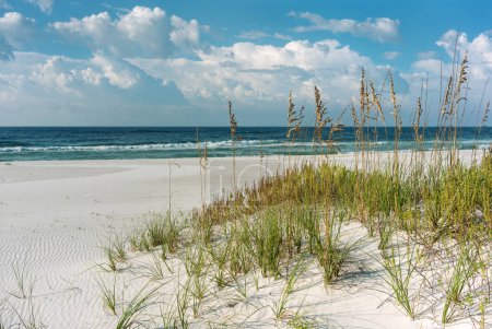 Téléchargez les photos : Grâce à l'avoine de mer et les herbes à la plage colorée en Floride sur la côte du Golfe. - en image libre de droit
