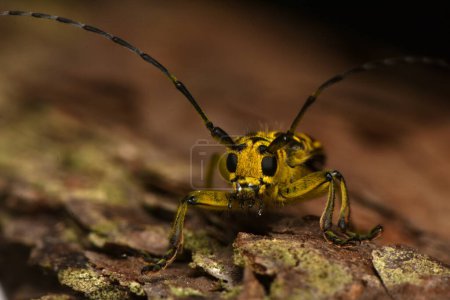 Photo for Beetle Saperda scalaris, species of beetle in the family Cerambycidae. - Royalty Free Image