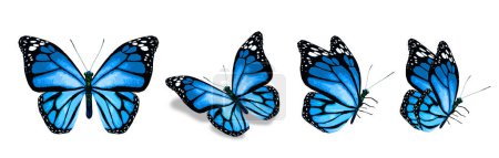 Téléchargez les photos : Color monarch butterflies, isolated on the white background - en image libre de droit
