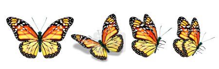 Photo for Color monarch butterflies, isolated on the white background - Royalty Free Image