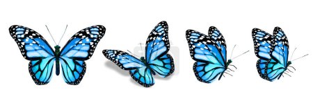 Color monarch butterflies, isolated on the white background