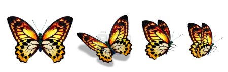 Photo for Color monarch butterflies, isolated on the white background - Royalty Free Image