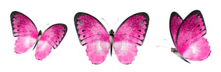 Foto de Color watercolor butterfly , isolated on the white background. Set - Imagen libre de derechos