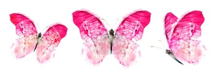 Téléchargez les photos : Color watercolor butterfly , isolated on the white background. Set - en image libre de droit