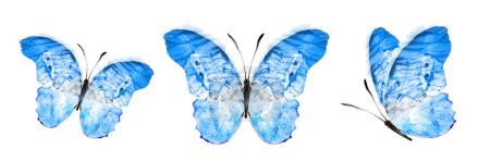 Photo for Color watercolor butterfly , isolated on the white background. Set - Royalty Free Image
