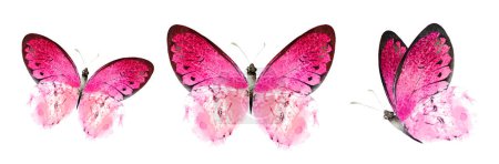 Photo for Color watercolor butterfly , isolated on the white background. Set - Royalty Free Image