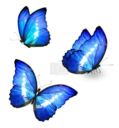Téléchargez les photos : Two color Morpho butterfly, isolated on the white background - en image libre de droit