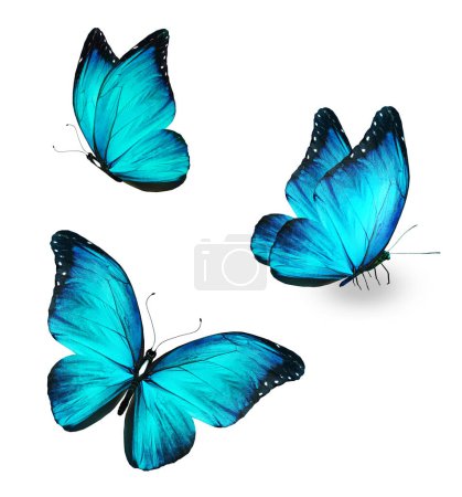 Foto de Color Morpho butterflies, isolated on the white background - Imagen libre de derechos