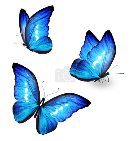 Color Morpho butterflies, isolated on the white background