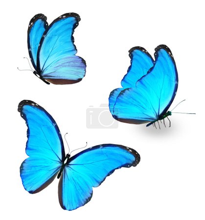 Foto de Color Morpho butterflies, isolated on the white background - Imagen libre de derechos