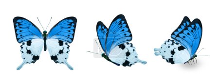 Téléchargez les photos : Color monarch butterflies, isolated on the white background - en image libre de droit