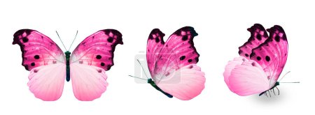 Foto de Color monarch butterflies, isolated on the white background - Imagen libre de derechos