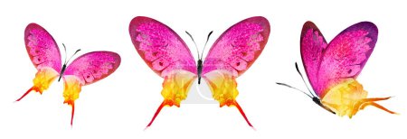 Foto de Color watercolor butterflies , isolated on the white background. Set - Imagen libre de derechos