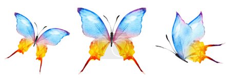 Photo for Color watercolor butterflies , isolated on the white background. Set - Royalty Free Image