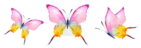 Photo for Color watercolor butterflies , isolated on the white background. Set - Royalty Free Image