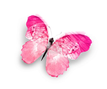 Téléchargez les photos : Couleur papillon aquarelle, isolé sur le fond blanc - en image libre de droit