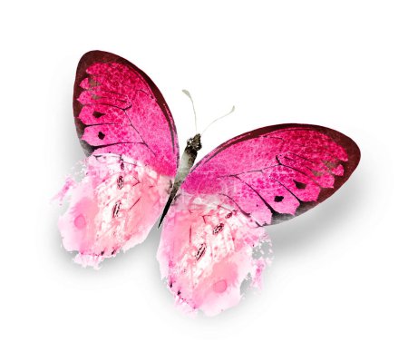 Photo for Color watercolor butterfly , isolated on the white background - Royalty Free Image