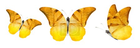 Téléchargez les photos : Color watercolor butterflies , isolated on the white background. Set - en image libre de droit