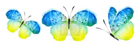 Foto de Color watercolor butterflies , isolated on the white background. Set - Imagen libre de derechos