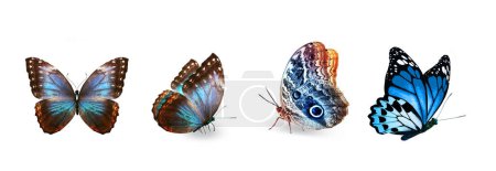 Photo for Set of color tropical butterflies, isolated on the white background - Royalty Free Image