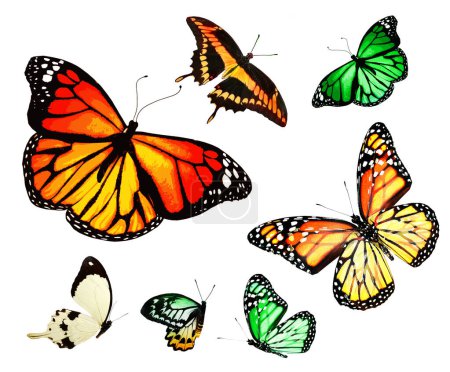 Photo for Color butterflies as set, isolated on white background - Royalty Free Image