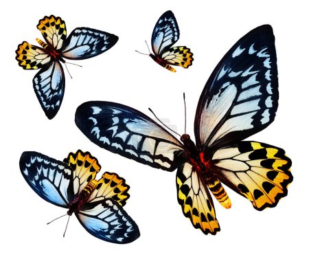 Téléchargez les photos : Papillons de couleur comme ensemble, isolé sur fond blanc - en image libre de droit