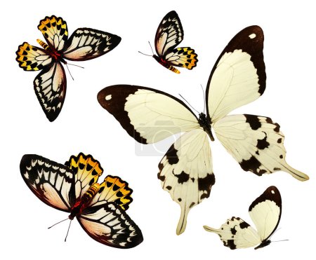 Téléchargez les photos : Papillons de couleur comme ensemble, isolé sur fond blanc - en image libre de droit