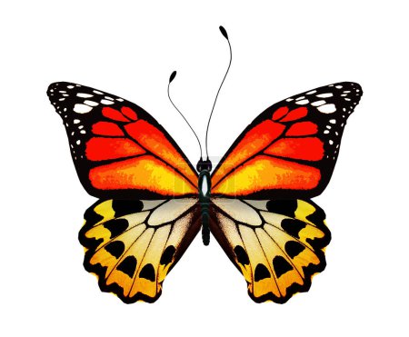 Téléchargez les photos : Couleur papillon lumineux, isolé sur fond blanc - en image libre de droit