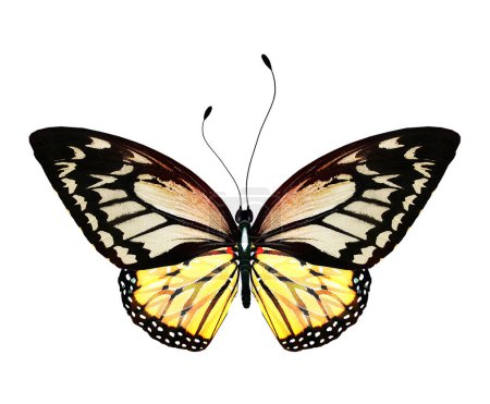 Téléchargez les photos : Couleur papillon lumineux, isolé sur fond blanc - en image libre de droit