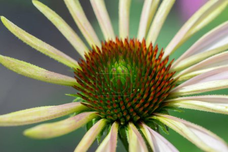 Photo for Close Up Of A Purple Coneflower Isolated At Amsterdam The Netherlands 17-7-2022 - Royalty Free Image