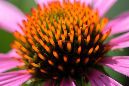 Photo for Close Up Of A Purple Coneflower At Amsterdam The Netherlands 17-8-2022 - Royalty Free Image
