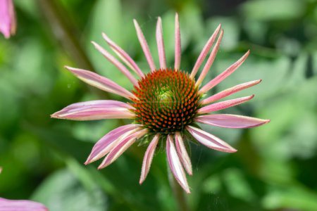 Photo for Close Up Of A Purple Coneflower Isolated At Amsterdam The Netherlands 17-7-2022 - Royalty Free Image