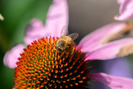 Photo for Close Up Of A Isolated Purple Coneflower Flower With A Bee At Amsterdam The Netherlands 7-9-2022 - Royalty Free Image