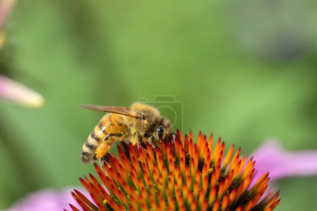 Photo for Close Up Of A Isolated Purple Coneflower Flower With A Bee At Amsterdam The Netherlands 17-7-2022 - Royalty Free Image