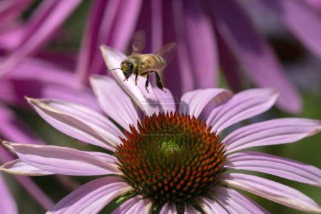 Photo for Close Up Of A Isolated Purple Coneflower Flower With A Bee Flying At Amsterdam The Netherlands 17-7-2022 - Royalty Free Image