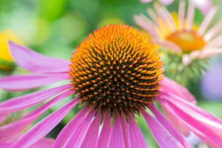 Photo for Close Up Purple Coneflower At Amsterdam The Netherlands 17-7-2022 - Royalty Free Image