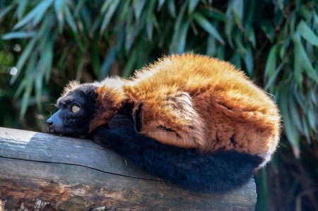 Photo for Red Ruffed Lemur At Artis Zoo Amsterdam The Netherlands 28-3-2022 - Royalty Free Image