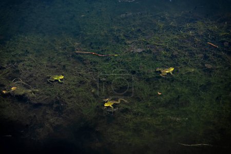 Frogs in lake, arboretum Tesarske Mlynany, Slovak republic. Travel destination.