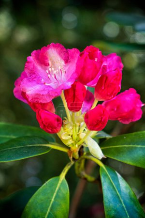 Blühender Rhododendron, Arboretum Tesarske Mlynany, Slowakische Republik. Saisonale Naturszene.
